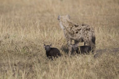 sırtlan ve yavrusu masai mara içinde