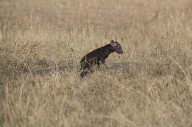 masai mara içinde çok genç sırtlan yavrusu