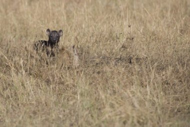 masai mara içinde çok genç sırtlan yavrusu