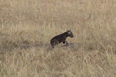 masai mara içinde çok genç sırtlan yavrusu