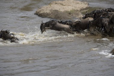 mara nehri geçerken antilop sürüsü