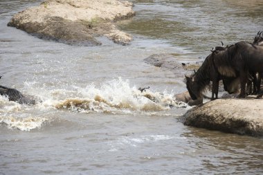 mara nehri geçerken antilop sürüsü