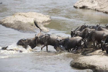 mara nehri geçerken antilop sürüsü