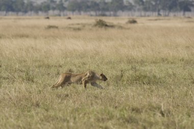 dişi çita Impala masai mara içinde bulur.