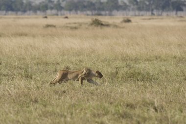 Female Cheetah chases impala in the Masai Mara clipart