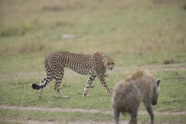 Çita, ihtiyatlı bir sırtlan yürür