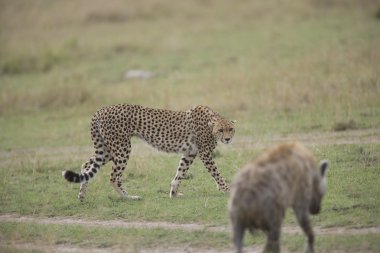 Cheetah cautiously walks past a Hyena clipart