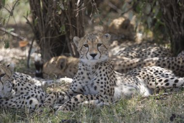 masai mara Cheetah ailesi