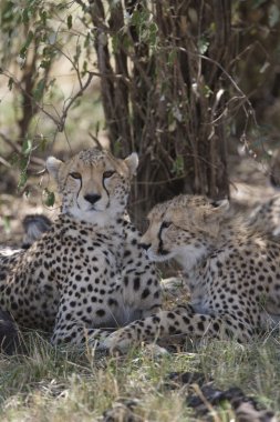 masai mara Cheetah ailesi