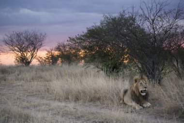 masai mara içinde erkek aslan