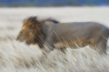 erkek aslan masai mara içinde hareket