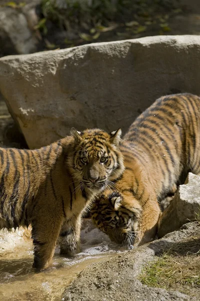 Tigres de Sumatra de 6 meses de edad —  Fotos de Stock
