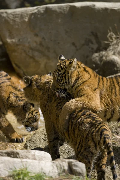 6 Month old Sumatran Tigers play fighting — Stock Photo, Image