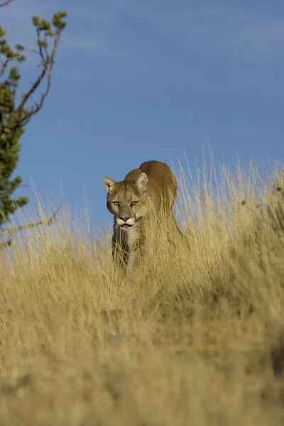 Cougar promenader genom det långa gräset — Stockfoto