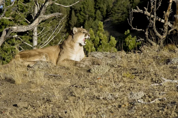 Puma sitter på en stenig yttring — Stockfoto