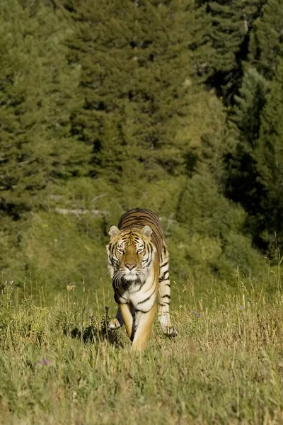 Tigre siberiano corre pela floresta — Fotografia de Stock
