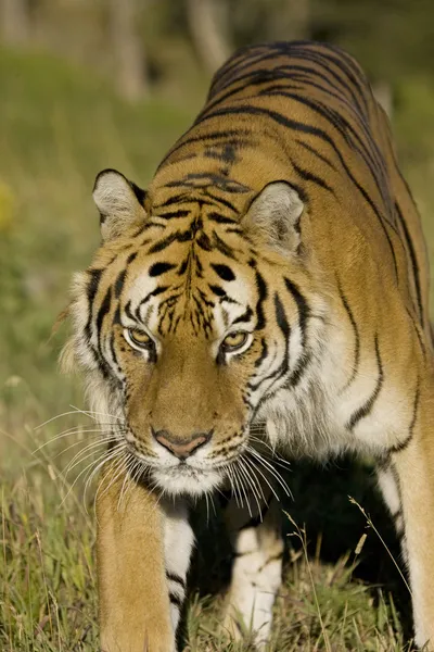Un tigre siberiano emerge de los bosques —  Fotos de Stock