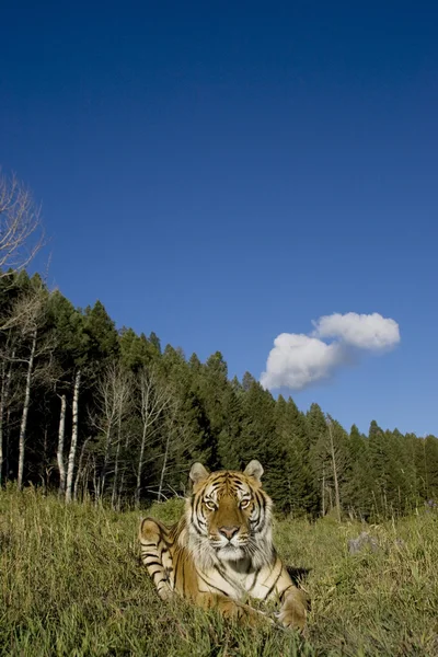 stock image Siberian Tiger lays down by the forest edge