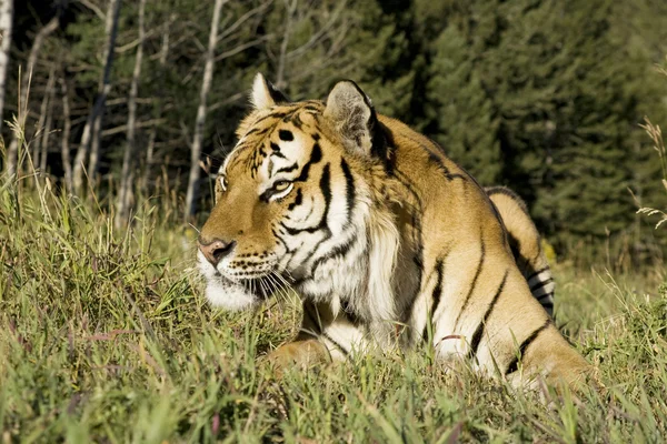 Sibirsk tiger i utkanten av skogen – stockfoto