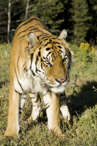 Szibériai tigris áll az erdő szélén — Stock Fotó