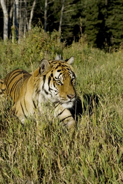 Tigre sibérien posé au bord des bois — Photo
