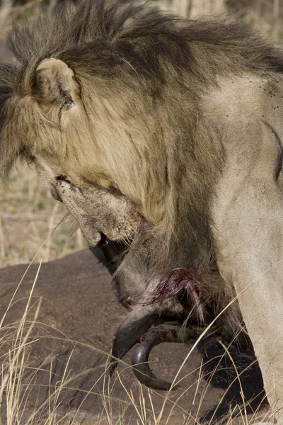 Leão macho se alimenta de um gnu na Masai Mara — Fotografia de Stock