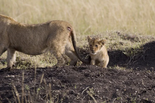 ケニア マサイマラ国立保護区 - ライオンをプライドします。 — ストック写真