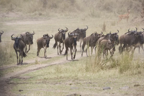 Wildebeest running towards the river on migration — Stock Photo, Image