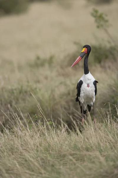 Saddle Billed Stork in Kenya — Stock Photo, Image
