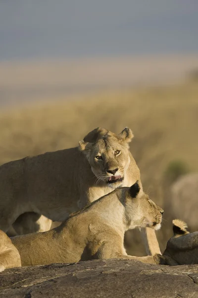 Löwin pflegt ein stolzes Mitglied — Stockfoto
