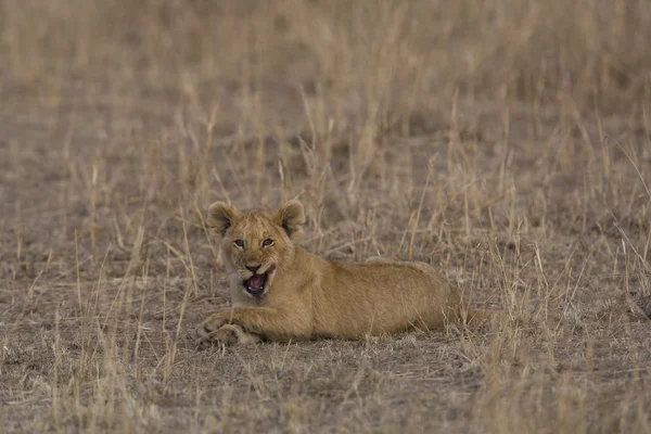 Filhote de leão na Masai Mara - Quênia — Fotografia de Stock