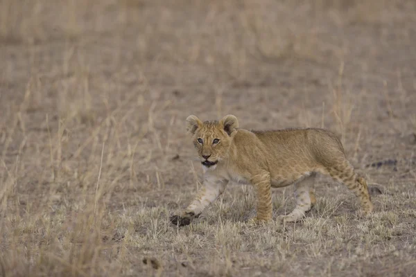 Lion cub sétál át a maszáj mara - kenya — Stock Fotó