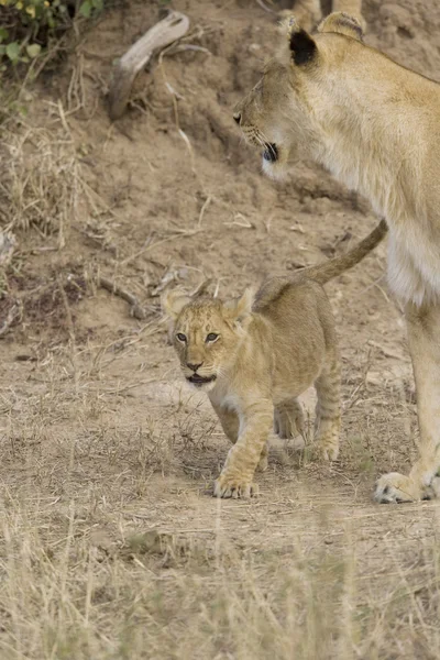 Lioness and cub in the Masai Mara - Kenya