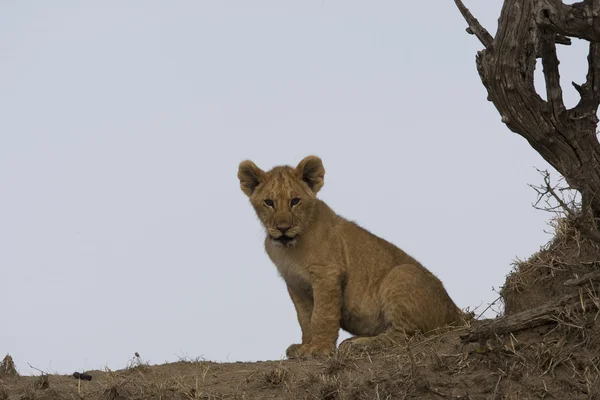 Lion cub on a termite mound in the Masai Mara - Kenya — Stock Photo, Image