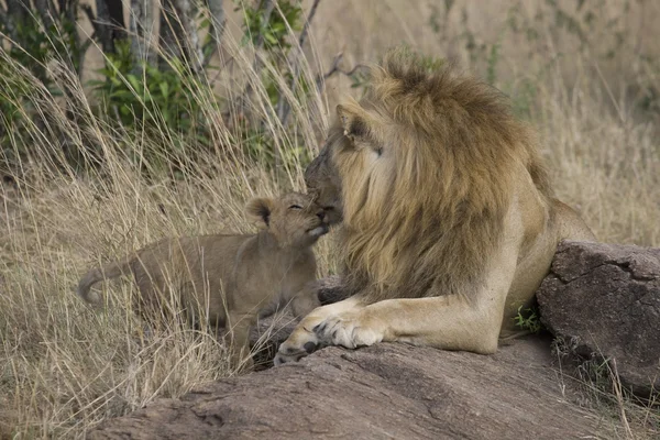 マサイマラ国立保護区でのカブと雄ライオン — ストック写真