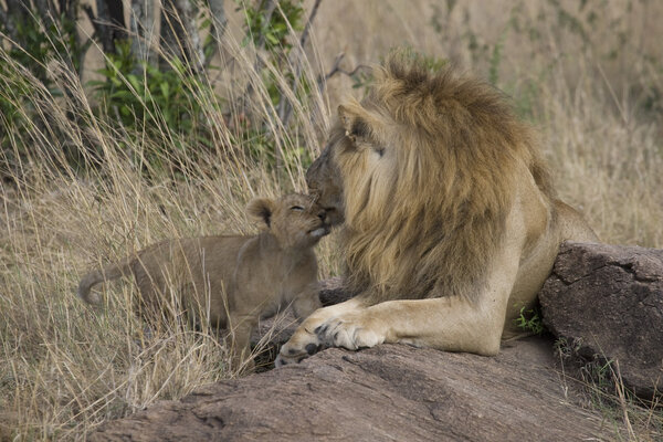 Male Lion with cub in the Masai Mara