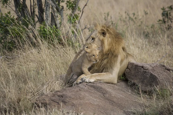 Leão macho com filhote na Masai Mara — Fotografia de Stock