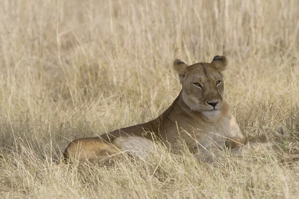 Lionesses laying down in the Masai Mara — Stock Photo, Image
