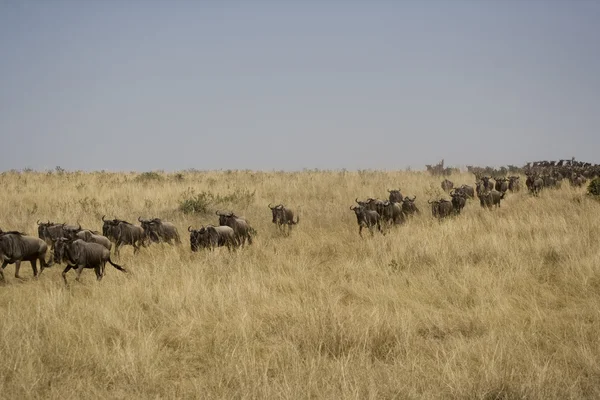 Wildebeest correndo em direção ao rio em migração — Fotografia de Stock