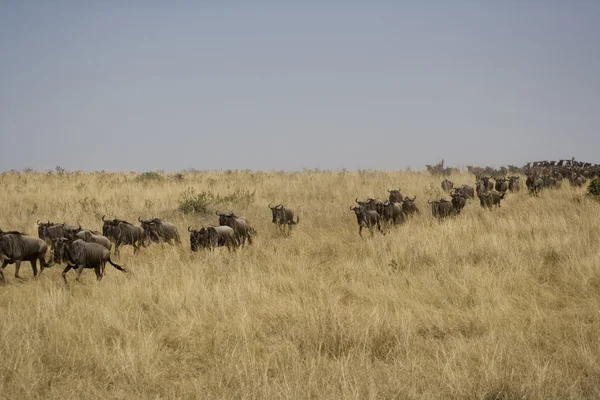 stock image Wildebeest running towards the river on migration