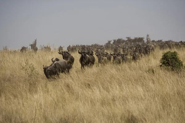 Wildebeest kör mot floden om migration — Stockfoto