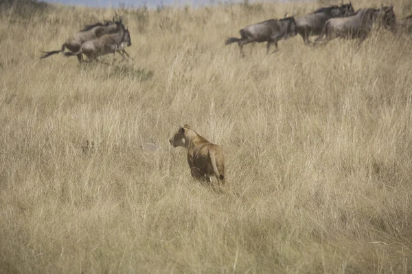 Lionesses a maszáj mara vadászik GNÚ — Stock Fotó