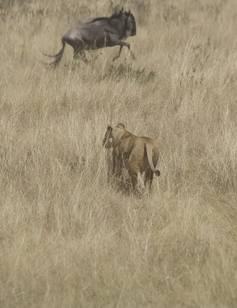 Lionesses jaagt gnoe in de masai mara — Stockfoto