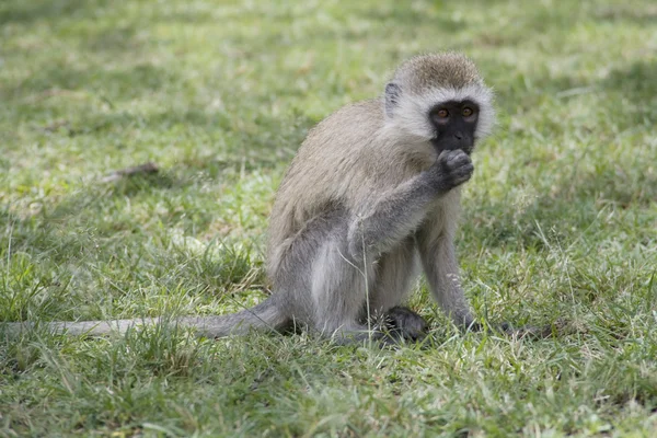 Vervet Monkey forragens no chão — Fotografia de Stock