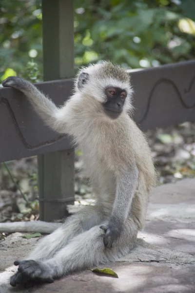Vervet Monkey em um acampamento de safári queniano — Fotografia de Stock