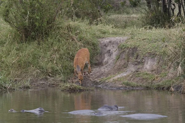 Lechwe se acerca a una piscina de hipopótamos —  Fotos de Stock