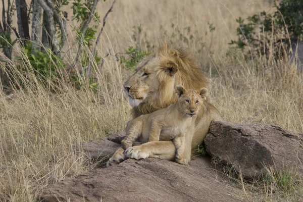 Mężczyzna lew z cub w masai mara — Zdjęcie stockowe