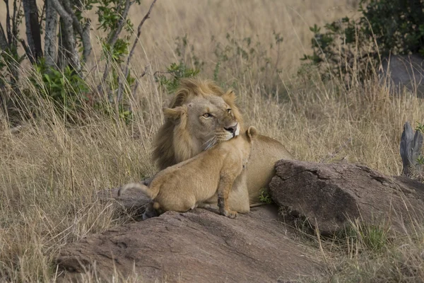 Lejon med unge i masai mara — Stockfoto