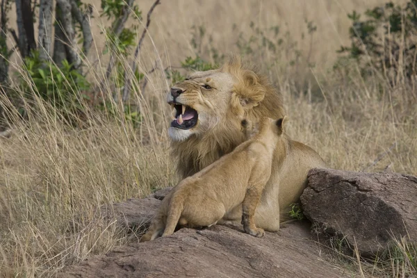 雄性狮子与在马赛马拉崽 — 图库照片