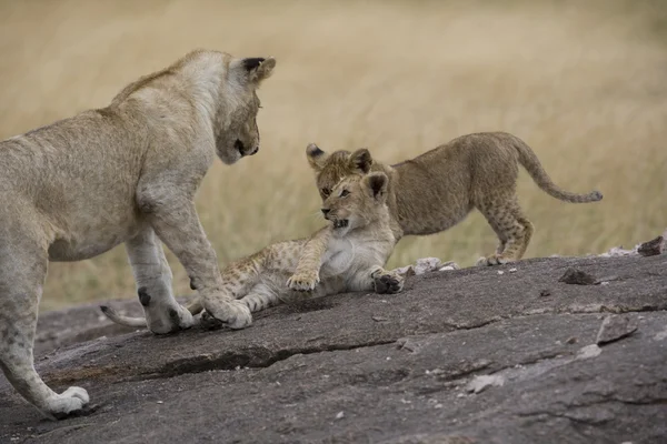 ケニア マサイマラ国立保護区 - ライオンをプライドします。 — ストック写真